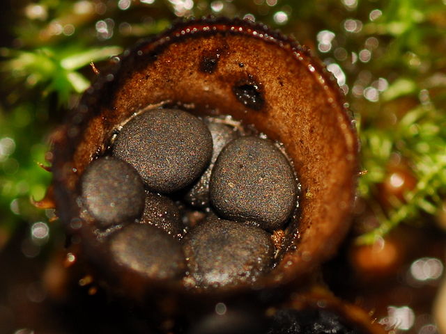 File:Cyathus stercoreus Fruchtk&ouml;rper.JPG