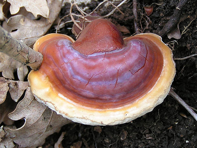 File:Ganoderma lucidum 01.jpg
