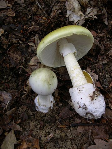 File:Amanita phalloides 1.JPG
