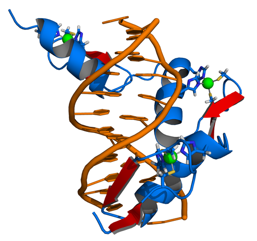 File:Zinc finger DNA complex.png