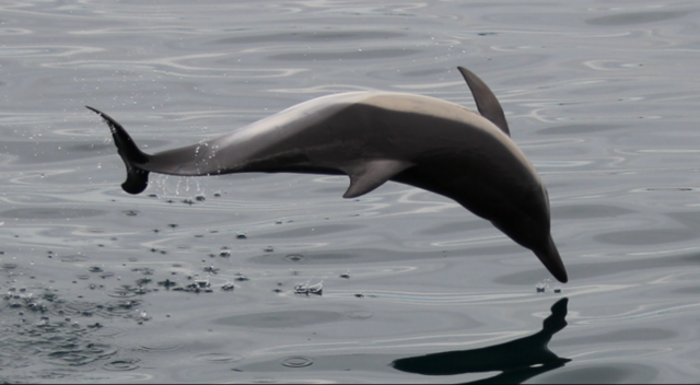 File:Common dolphin taken by Graham Hesketh of Dolphin Safari.png