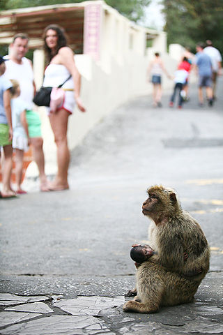 File:Barbary macaque and tourists.jpg