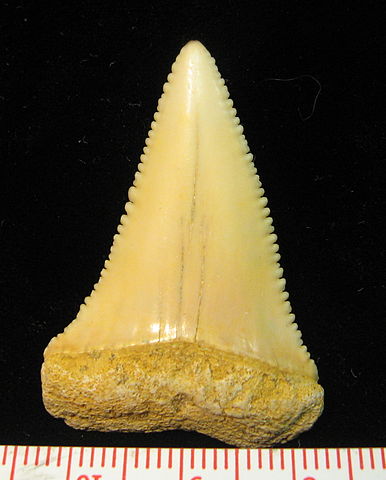 File:Carcharodon carcharias 01.jpg