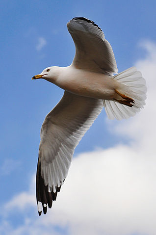 File:Seagull in flight by Jiyang Chen.jpg