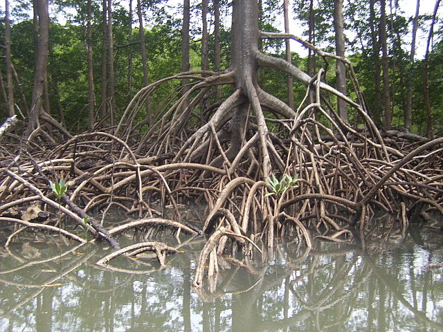 File:Roots by cesarpb.jpg