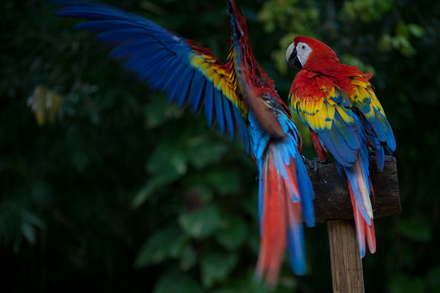 File:Scarlett Macaw.jpg