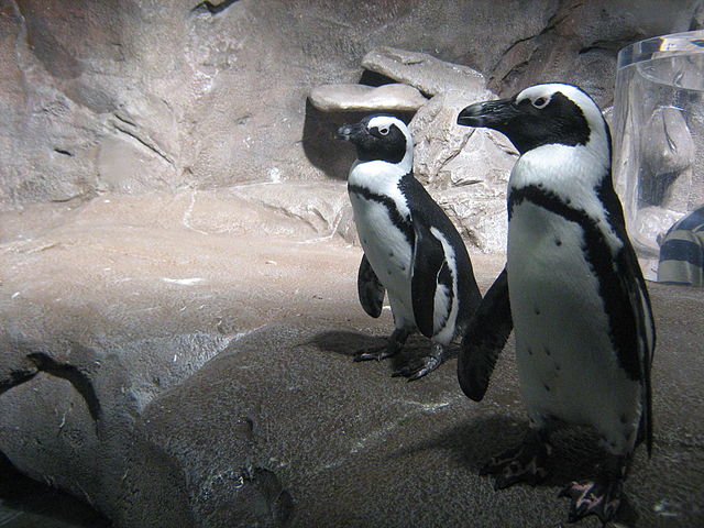 File:African Penguins.jpg