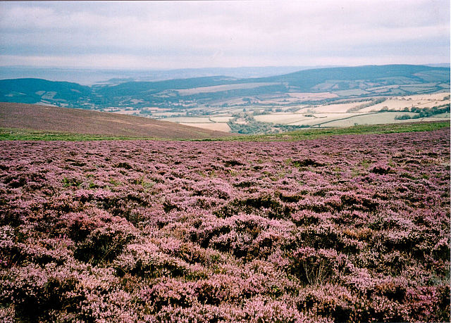 File:Sea of Heather on Dunkery.jpg