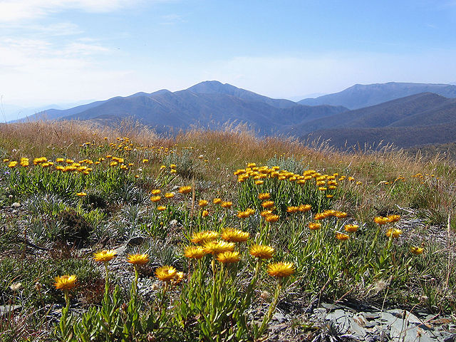 File:Everlastings on MtHotham Vic.jpg