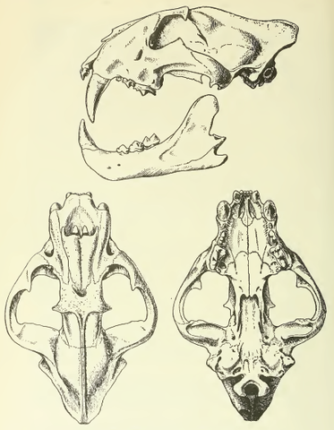 File:MSU V2P2 - Panthera tigris altaica skull.png