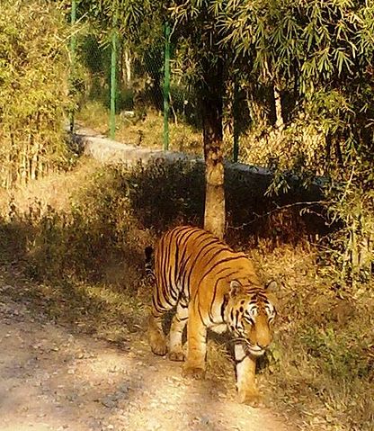 File:Bannerghetta Tiger.jpg