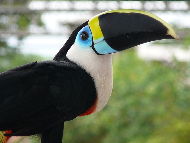 File:Toucan2007.jpg