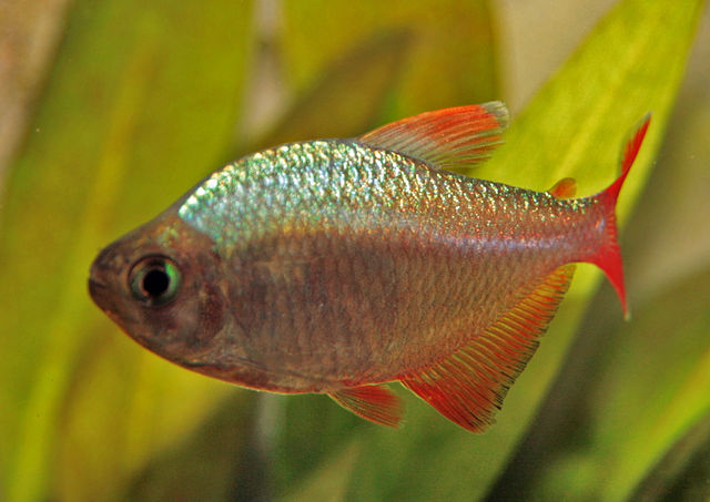File:Hyphessobrycon colombianus.jpg