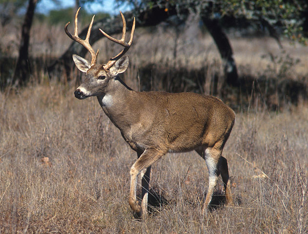 File:White-tailed deer.jpg
