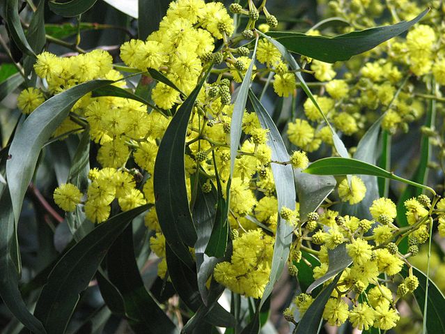 File:Acacia pycnantha Golden Wattle.jpg