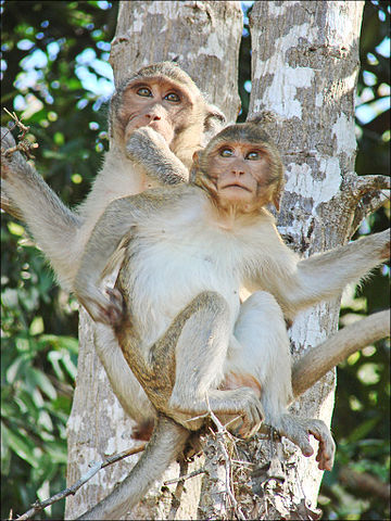 File:Macaques dans le parc dAngkor Vat (6931909635).jpg
