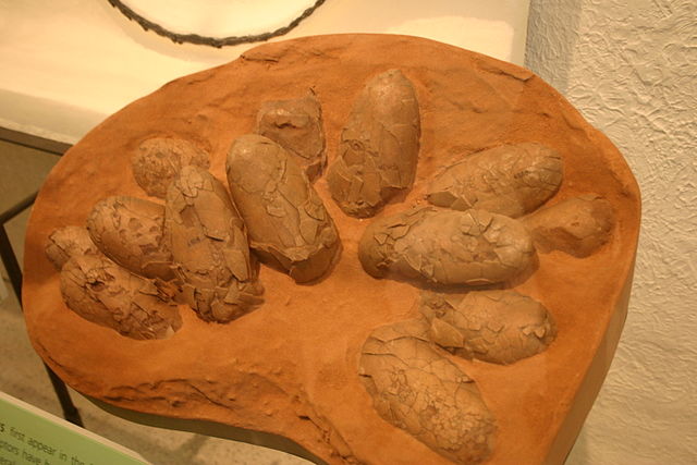 File:Oviraptor philoceratops nest AMNH FR 6508.jpg