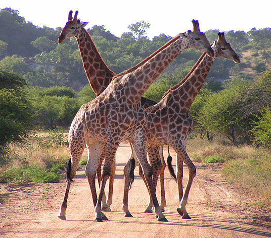 File:South African Giraffes, fighting.jpg