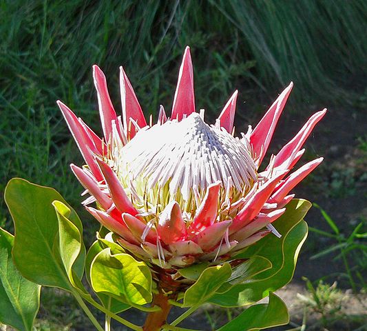 File:Protea cynaroides 5.jpg