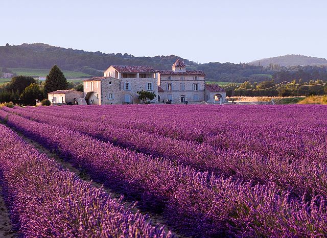 File:Lavender field.jpg