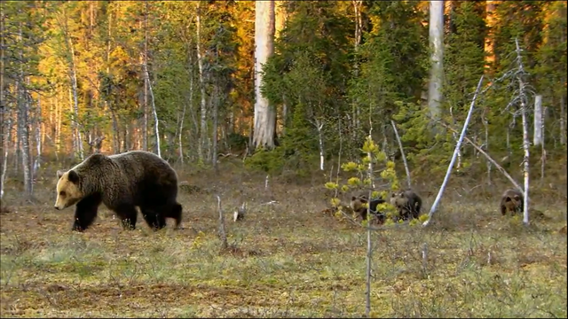 File:Bear Finland.png