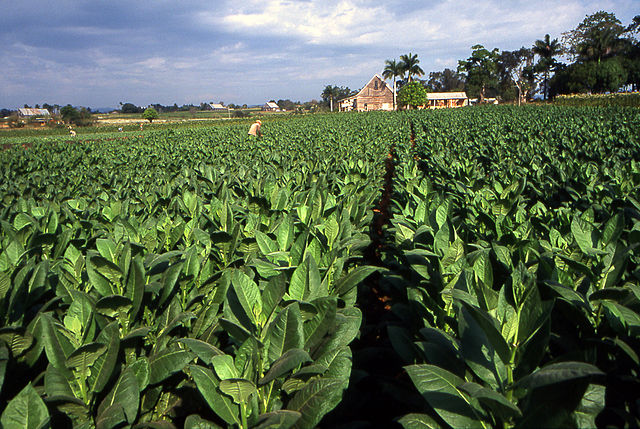 File:Tobacco field cuba1.jpg