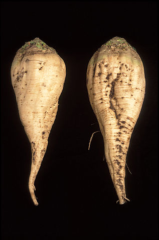 File:SugarBeet.jpg