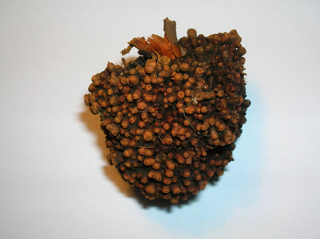 File:An alder root nodule gall.JPG