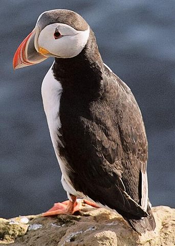 File:Puffin2.jpg
