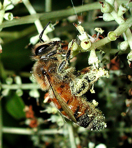 File:Honeybee pollen 1165.jpg