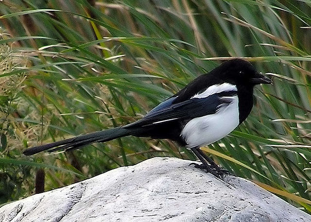 File:Magpie.arp.750pix.jpg