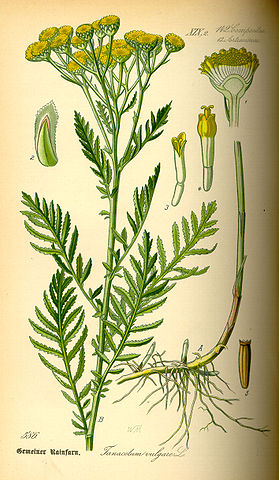 File:Illustration Tanacetum vulgare0.jpg