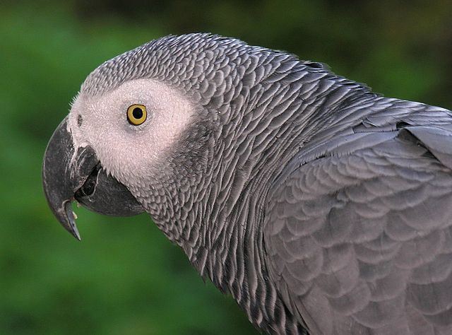 File:Congo African Grey Parrot -head detail.jpg