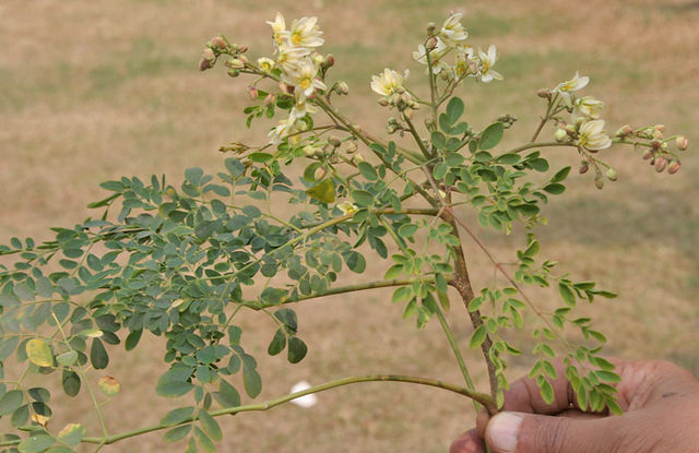 File:Sonjna (Moringa oleifera) leaves with flowers at Kolkata W IMG 2125.jpg