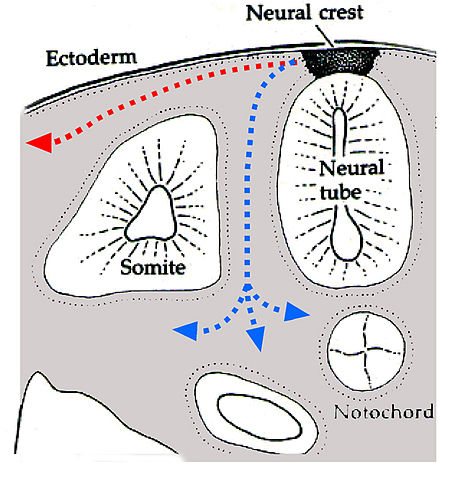 File:Neuralcrestroute.jpg