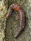 Mi&ntilde;oca.earthworm.jpg