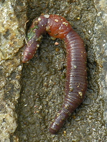 File:Mi&ntilde;oca.earthworm.jpg