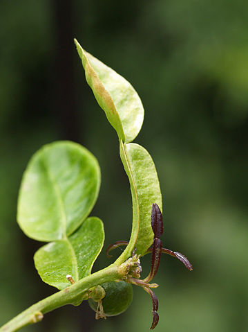 File:Kaffir lime leaf.jpg