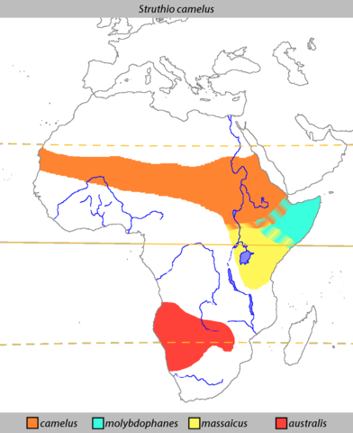 File:Struthio camelus Distribution.png