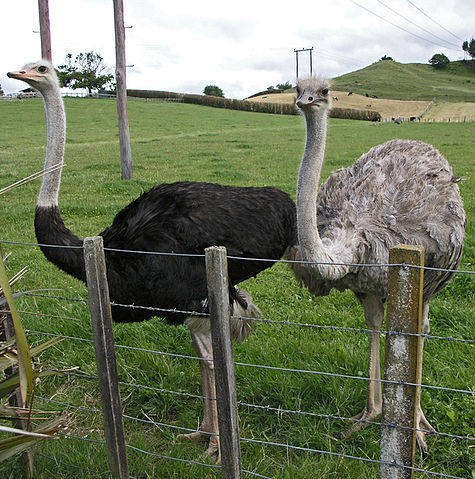 File:MaleAndFemaleOstrichNewZealand 2004 SeanMcClean.jpg
