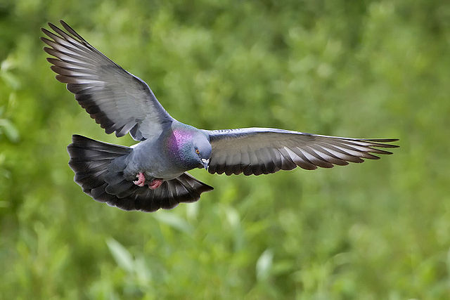 File:Rock dove - natures pics.jpg
