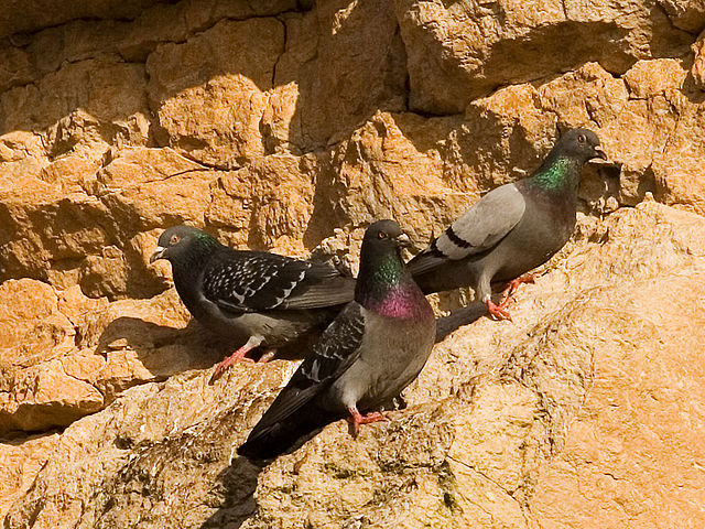 File:Rock pigeons on cliffs.jpg