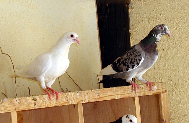 File:Pigeon Revivim 2.jpg