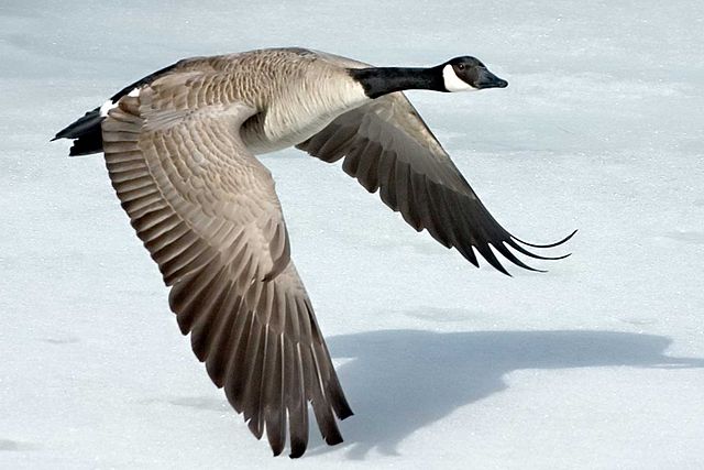 File:Canada-Goose-Szmurlo.jpg