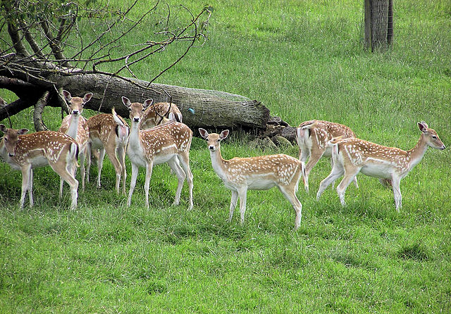 File:Fallow deer arp.jpg