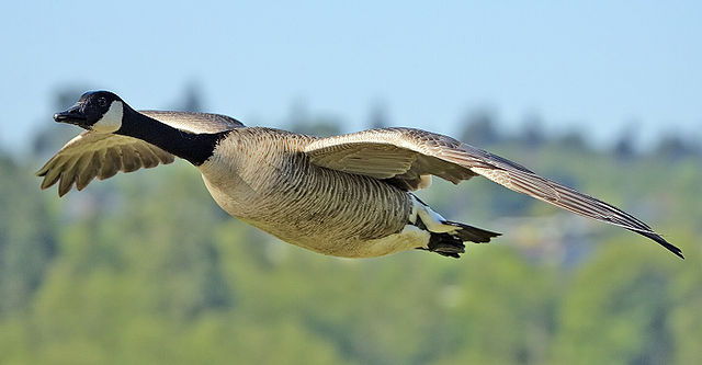 File:Canada goose flight cropped and NR.jpg