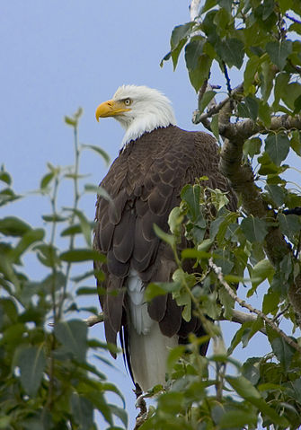 File:Haliaeetus leucocephalus-tree-USFWS.jpg