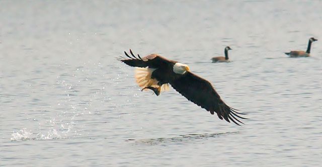 File:Bald eagle fish.jpg
