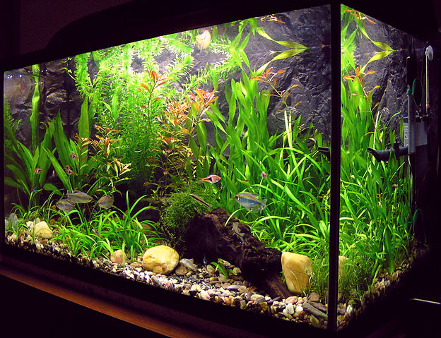 File:Amaterske akvarium.jpg
