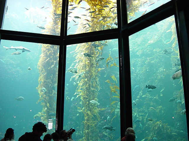 File:KelpAquarium.jpg